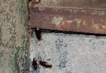Такого не было со времен войны: в Черкассах нашествие гигантских тараканов