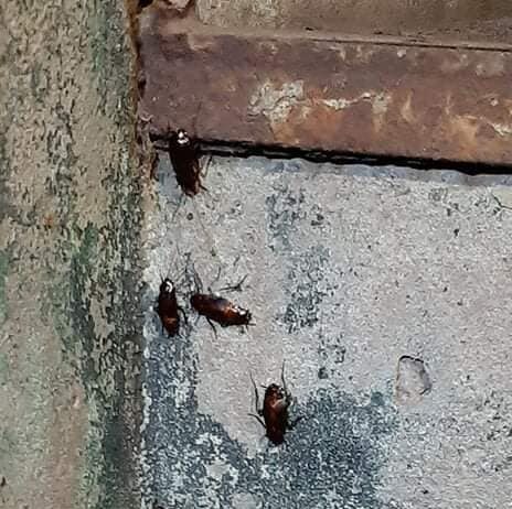 Такого не було з часів війни: у Черкасах нашестя гігантських тарганів