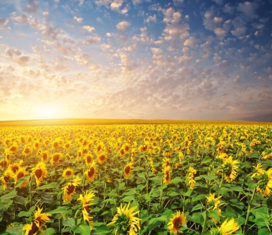 Реалізація комплексу природоохоронних заходів на Черкащині