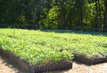 Лісівники Черкащини втілюють у лісовирощуванні новітні впровадження