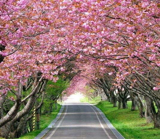 «Японська весна» на Черкащині: алея міста забуяє новими кольорами