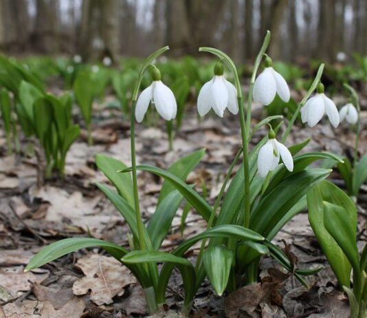 Черкащина долучилась до Всеукраїнської акції «Первоцвіт»