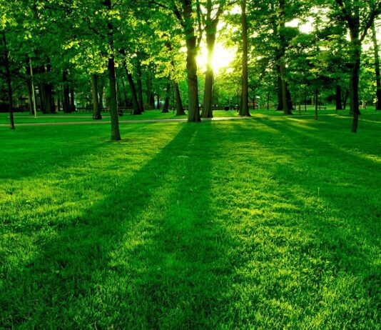 У Черкасах проводять обстеження зелених насаджень