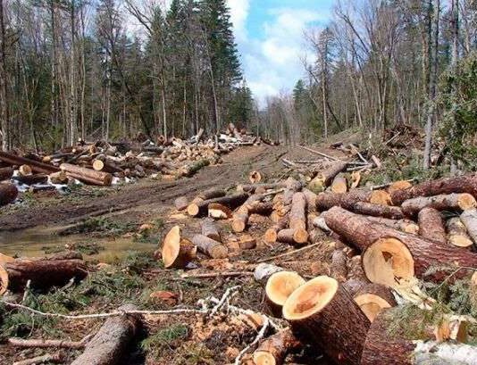 Вырубка лесов в Черкассах — "выгодный" план производства или массовое уничтожение "легких планеты?"