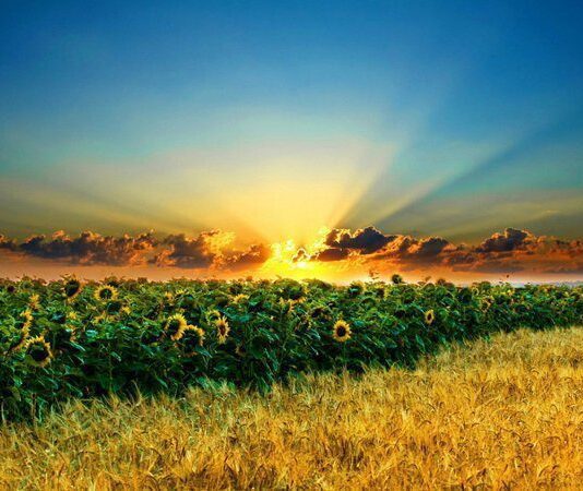 Програма Уряду забезпечить фінансування сільського господарста