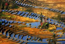 Плантації на морській воді