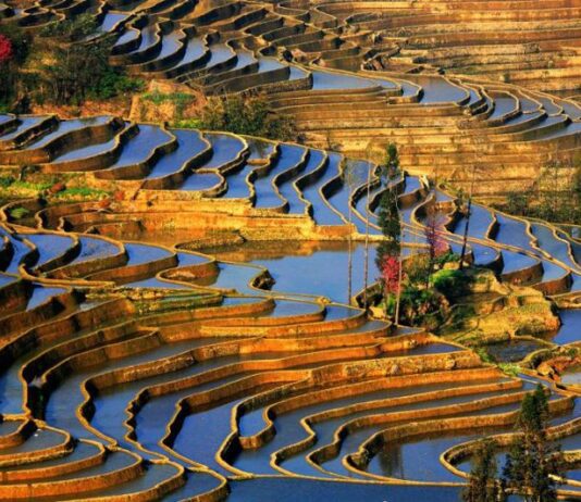 Плантації на морській воді