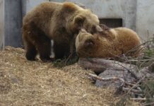 Весна пришла: в Черкасском зоопарке проснулись медведи