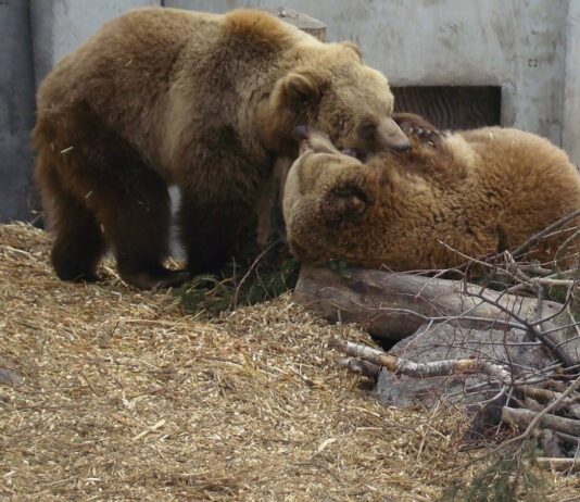 Весна прийшла: у Черкаському зоопарку прокинулись ведмеді