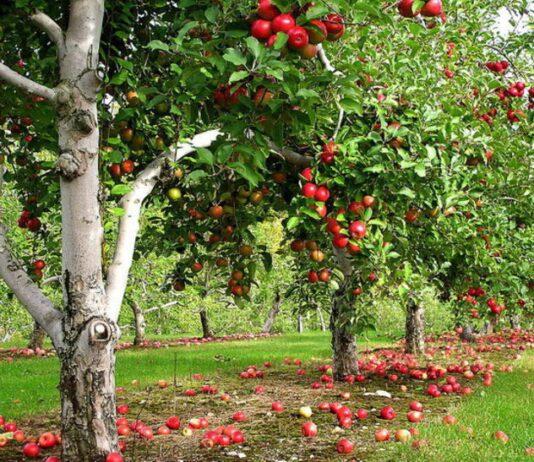 Міжнародна конференція у Черкасах: «Технології та інновації: від землі – до готового продукту»