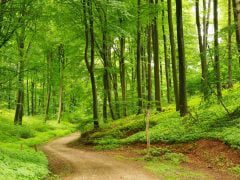 Лісгосп відновлює ліс в Черкаській області