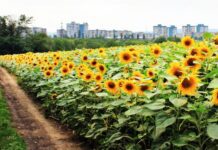 В Черкассах открылся центр разработки агрохимикатов
