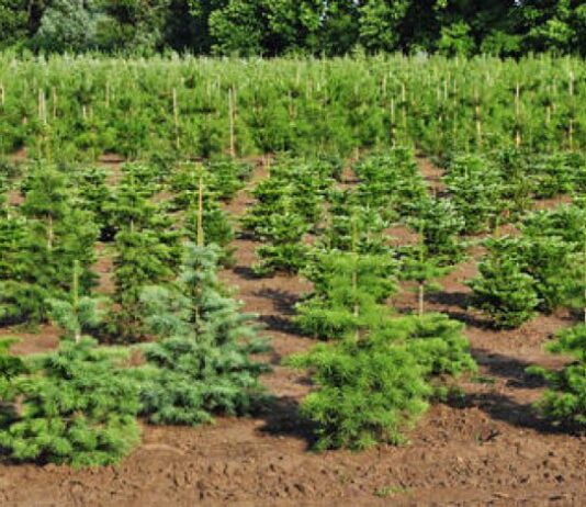 Ялинка до Новорічних свят від лісництва