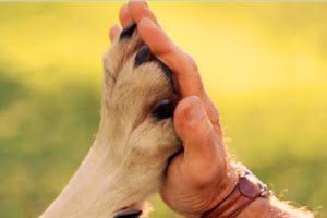 Захист Світу тварин