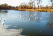 На уманском пруду поселилась стая лебедей
