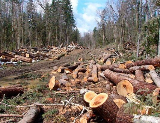 Вирубка лісів у Черкасах – «вигідний» план виробництва чи масове знищення «легенів планети»?