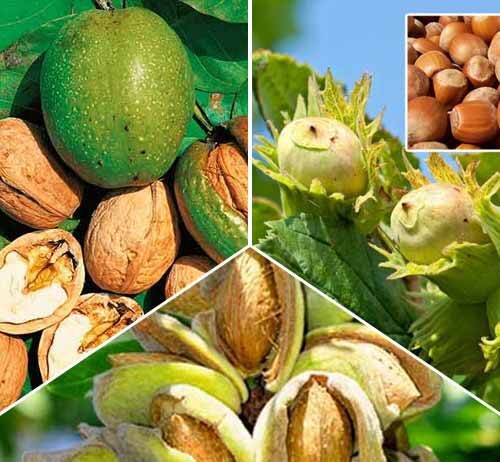 На Черкащині створили центр для насадження горіхових культур