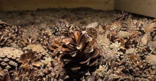 На Черкащині є унікальний пристрій, завдяки якому народжується ліс