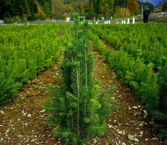 Черкащани долучились до науково-практичної конференції «Відтворимо ліси разом»