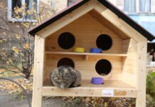 Зоозахист – понад усе: чому організовують порятунок для тварин у Черкасах?