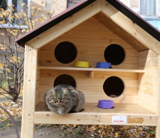 Зоозахист – понад усе: чому організовують порятунок для тварин у Черкасах?