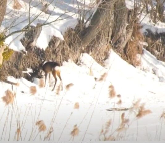 Як виживають дикі тварини Черкащини