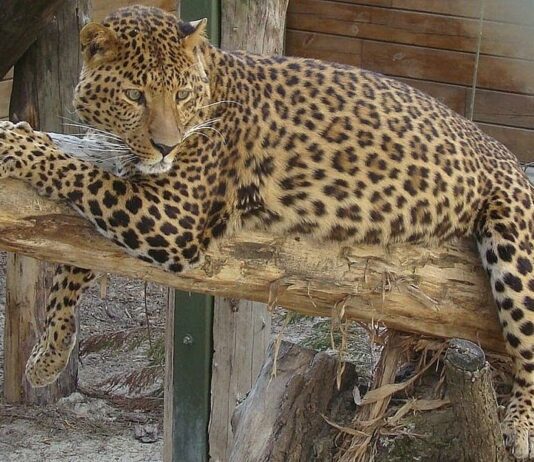 У Черкаському зоопарку скоро з’явиться авіарій