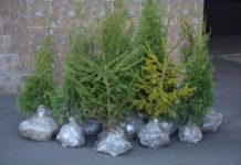 На Черкащині висадять понад 16 тисяч нових дерев