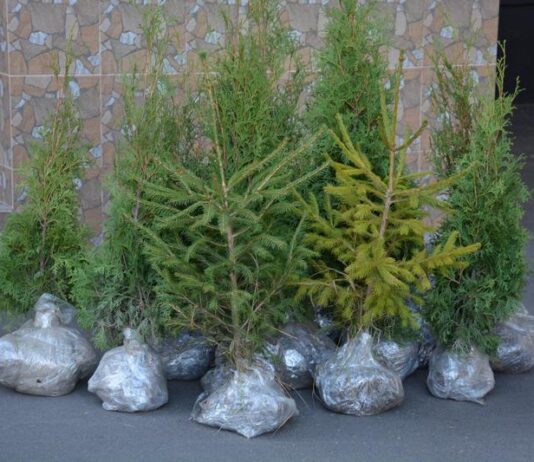 На Черкащині висадять понад 16 тисяч нових дерев