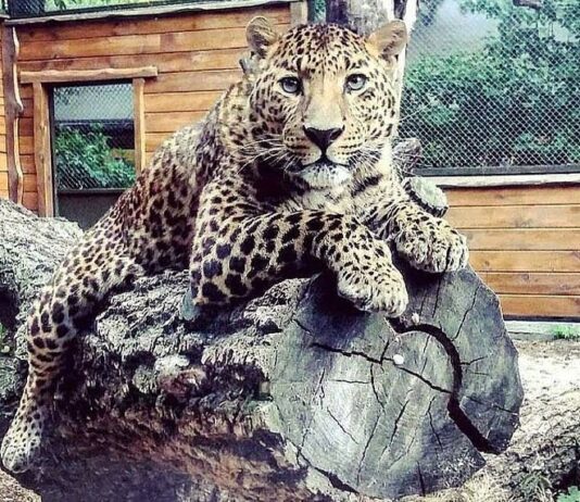 До Черкаського зоопарку не пускають без сертифікатів про вакцинацію