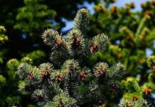 У Черкасах з’явилася нова соснова алея