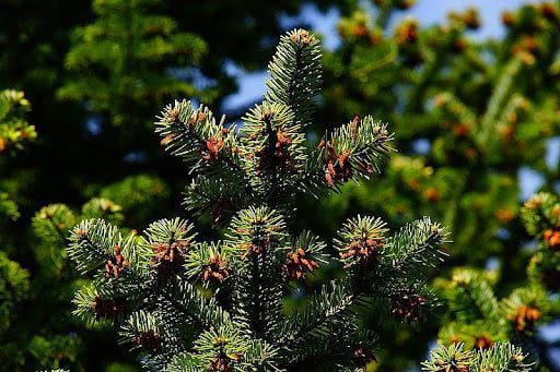 У Черкасах з’явилася нова соснова алея