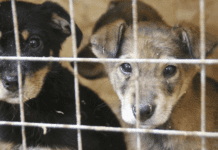 Притулки для тварин на Черкащині: як працюють волонтери під час повномасштабної війни