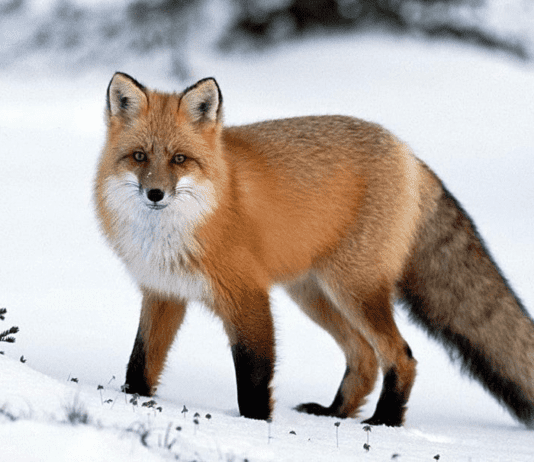 Флора та фауна лісів Черкащини під загрозою? Оцінка ситуації