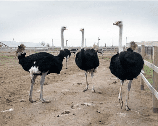 Вирощування екзотичних страусів на Черкащині