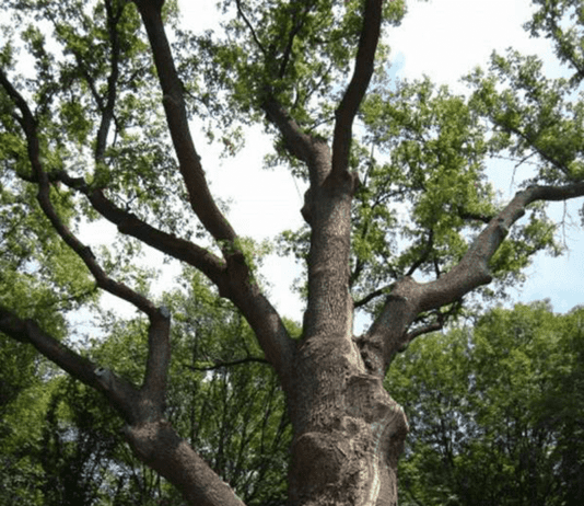 Про що «розповідають» знамениті дуби Черкащини?