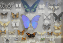 Зоологічний музей у Черкасах