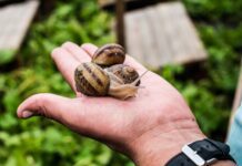 Равликові ферми Черкаської області