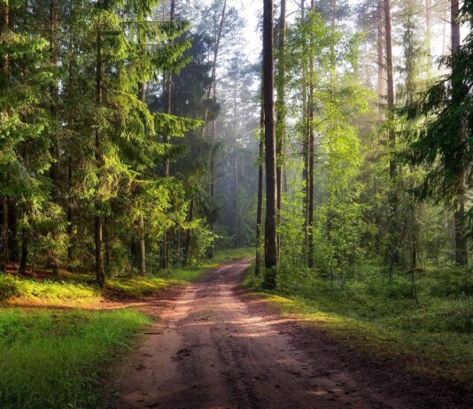 Розвиток лісового господарства Черкаської області