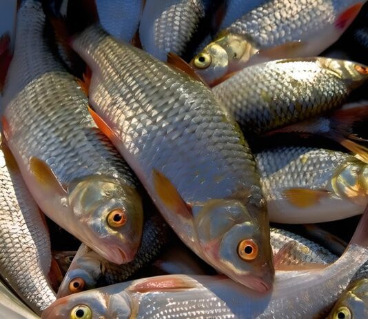 Історія рибної промисловості у Черкаській області