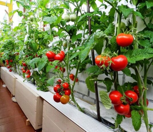 Коли краще садити помідори в Херсоні: практичні поради