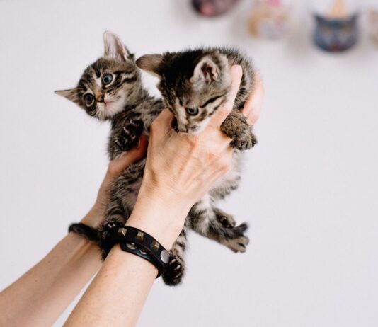 Зооволонтери Черкас та Сміли: хто вони та як допомагають