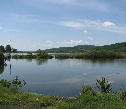 Скарби та таємниці Ірдинського болота