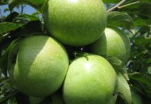 Гордість Черкащини – легендарний Ренет Симиренка