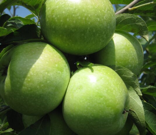 Гордість Черкащини – легендарний Ренет Симиренка