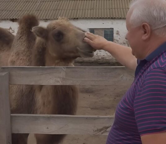 Благодійний «зоопарк» фермера з Черкащини