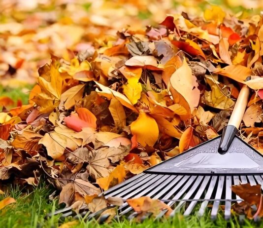 Як позбутися опалого листя: досвід Черкас