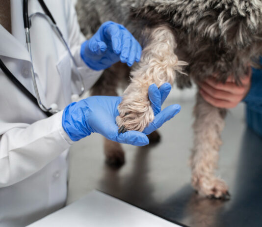 Еволюція захисту: чому таблетки від кліщів витісняють краплі та нашийники