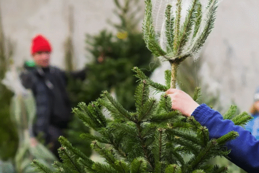 Де купити ялинку в Черкасах?
